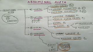 Abdominal Aorta Branches | Part 1 | Anterior, Posterior, Medial, and Terminal Branches