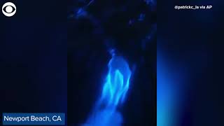 Dolphins glow as they swim through blue bioluminescent waters in California