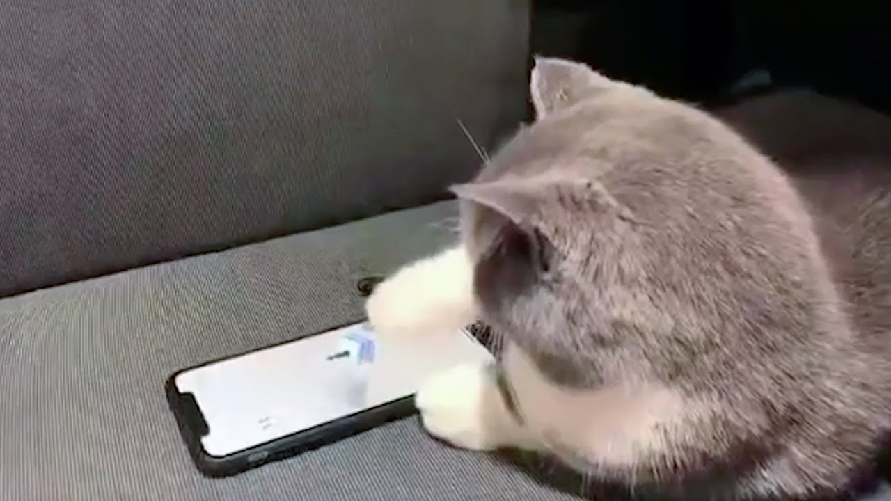 cat play phone