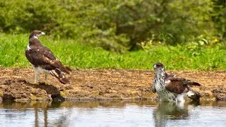 Two African Hawk Eagles Have a Bath