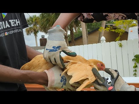 Best way to Prevent your Chickens from flying away - Clipping flight feathers