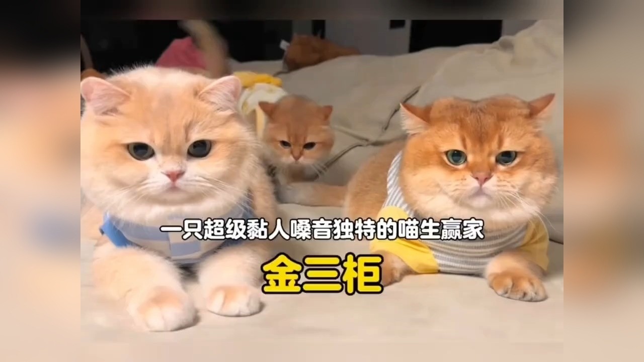 一只乖巧黏人嗓音独特的喵生赢家