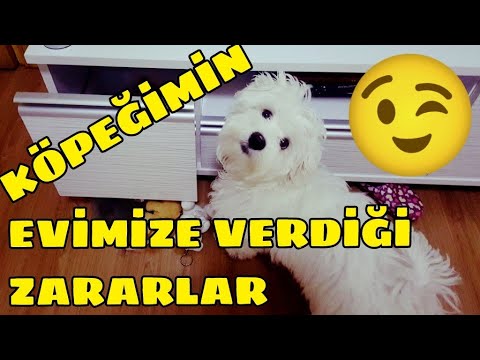 Video: Bir Oyuncaq Teriyeri üçün Paltar Necə Tikilir