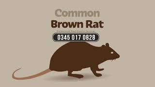 Pest Control Birmingham