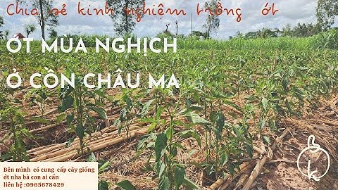 VƯỜN ỚT MÙA NGHỊCH Ở CỒN CHÂU MA BỊ VÀNG ĐỌT
