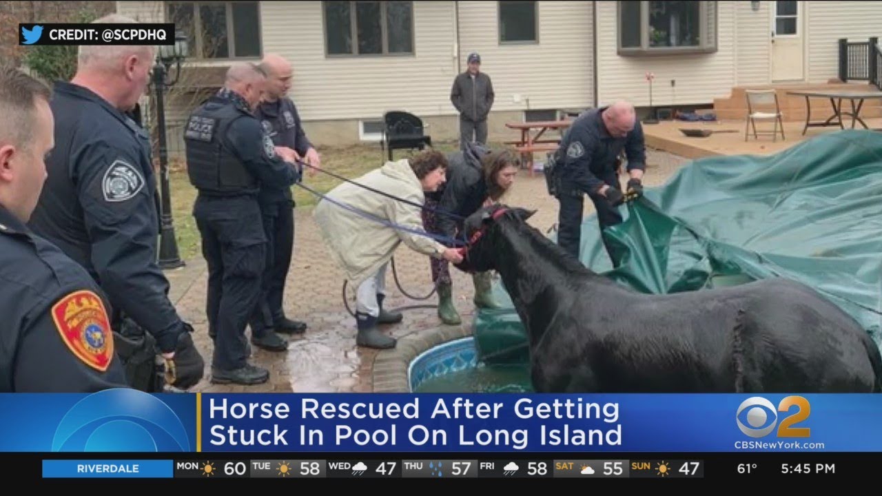 Horse rescued after getting stuck in pool on Long Island - YouTube