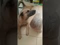 #cat #cuteanimal #madiztrup #cutecat #trending #catvideos #funny #dog