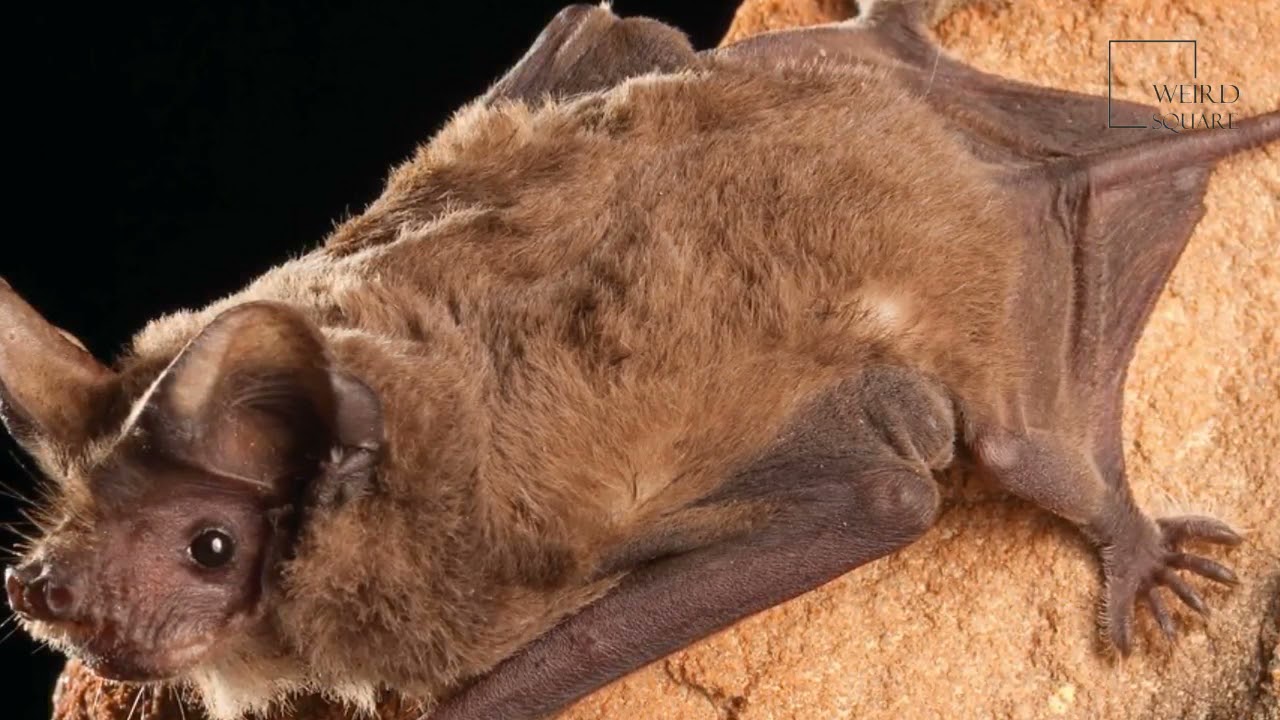 Mexican Free Tailed Bat | “Mexican free-tailed bats can fly 47 mph”