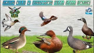 Mix Teals duck call sound | green Wing Teal | Blue Wing Teal call | cinnamon Teal duck call | Mp3