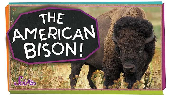 Meet the American Bison! - DayDayNews