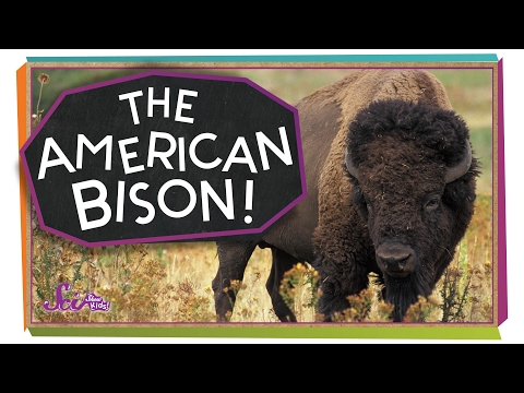 Meet the American Bison!