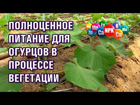 Полноценное питание для тепличных огурцов в процессе вегетации.