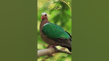 #سورة_الجمعة #القرآن_الكريم #Quran #FridayVibes #JumuahMubarak #قرآن_كريم #تلاوة_خاشعة #راحة_القلب