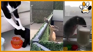 Best funny animal compilation | #45