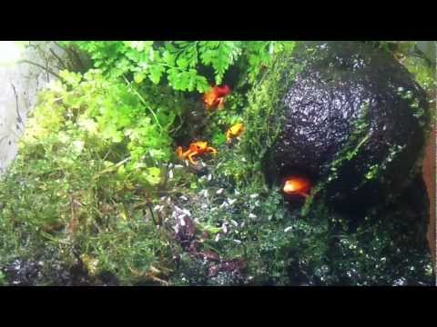 Video: Inhalt Der Goldenen Mantella (Mantella Aurantiaca)