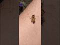 Abeja 🐝 agresiva me pica fuerte y se va #insectosybichos #bee #abejas #veneno #piquete #piquetes bee