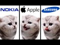 Ute kitten but famous phone ringtones