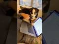 Dog FLIPS OUT When Owner Refuses His Help 😂💻