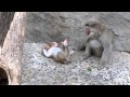 Feet the Japanese macaque baby boy playing with Hokuto : ニホンザルの赤ちゃん「甘えんぼ全開なボク」＠上野動物園 - DSCN5664