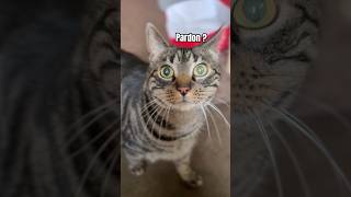 On a passé une journée avec 10 chats 😱🥰