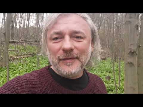 Wideo: Miejsca w Rosji, gdzie rosną jeżyny