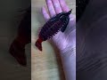 【野池では?】ブルフラット5.8のラバージグ