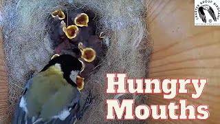 Amazing Great Tit Parent Care For 10 Hungry Nestlings!