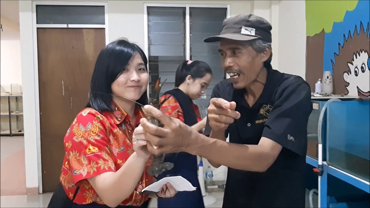 Bintaro Fish Center Mini Farm YouTube