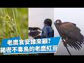 把毒鳥地獄變鳥類Buffet天堂！農作用藥+消費意識左右老鷹食安 林惠珊追老鷹死亡主因提供政府 談到幫尋解方她落淚...推廣不毒鳥耕作創人鳥雙贏｜【搶救鷹的家】｜TVBS新聞@TVBSNEWS01