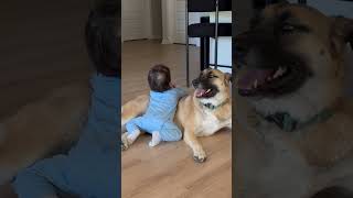 Little boy crawls on hardwood floor then lays on dogs back and she get ups causing him to flip over