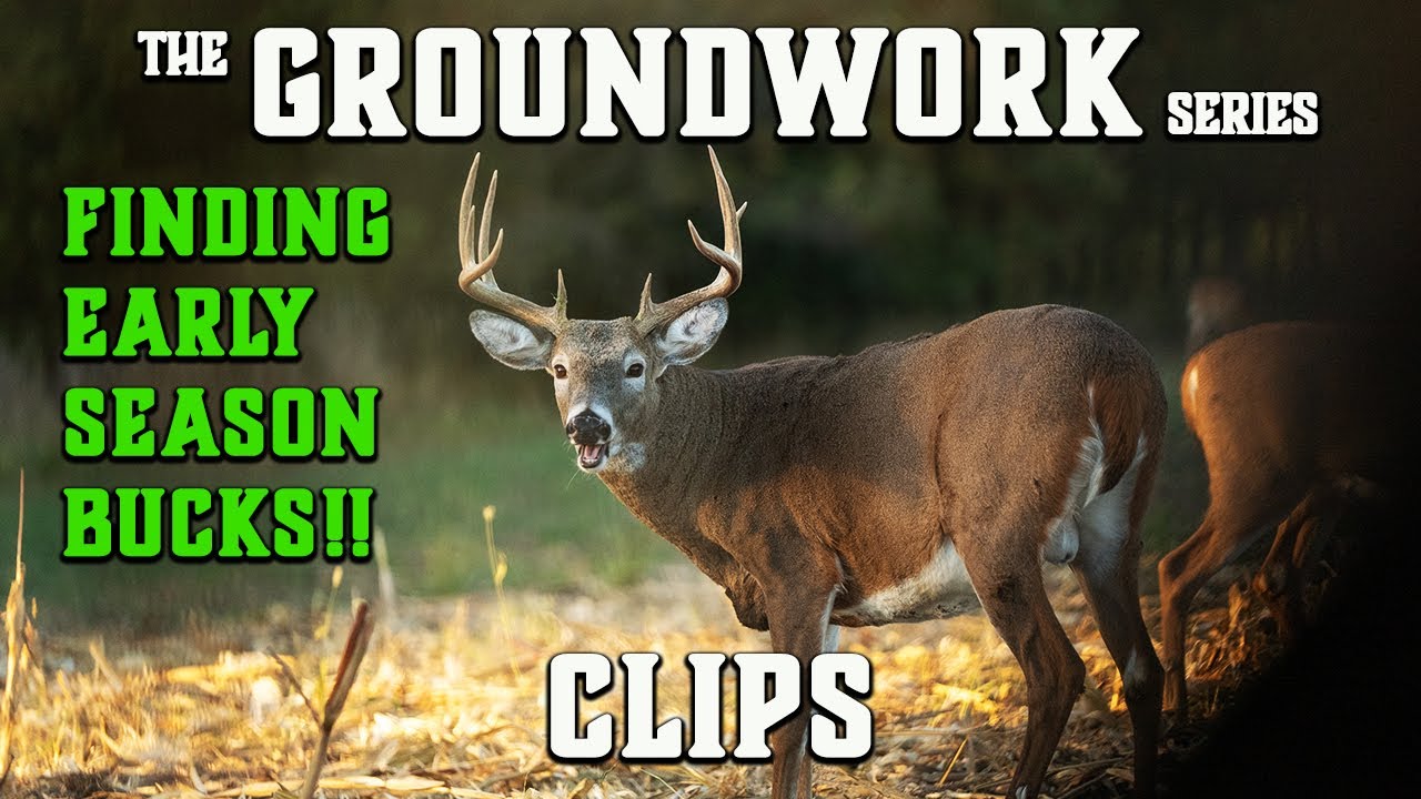 В поисках оленей раннего сезона! | Где они ночуют?!