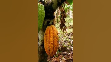 🌍 “How Cocoa Beans Are Really Made | Shocking Process Inside Factories”#CocoaBeans #Chocolate