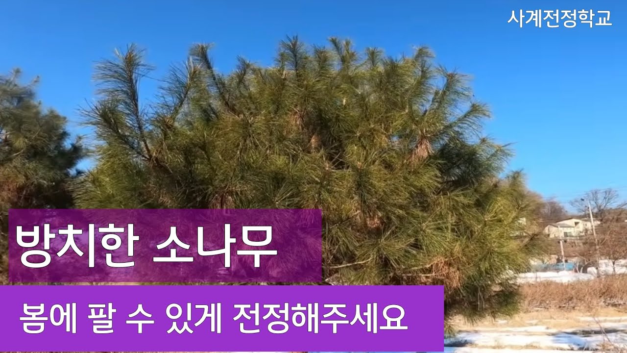 방치한 소나무, 판매를 위한 전정 #90사계전정학교 23 0115