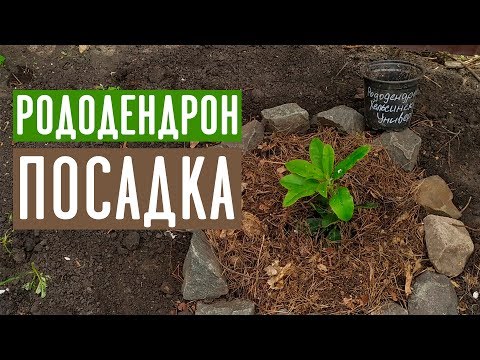 Video: Dahurian Rhododendron: kuvaus, istutus ja hoito