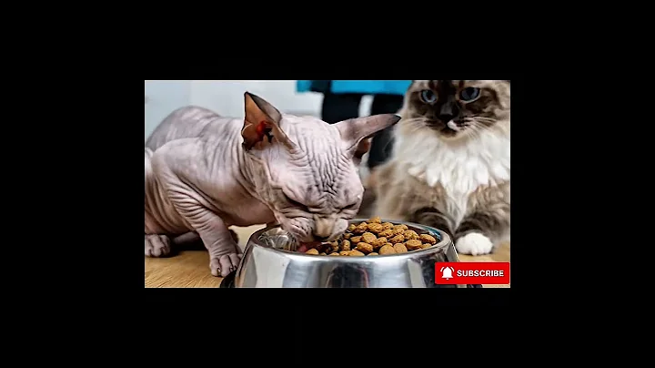 Video 11495311: sphynx cat eating, sphynxcat funnycats, cat feline, cat eating food, hilarious cat