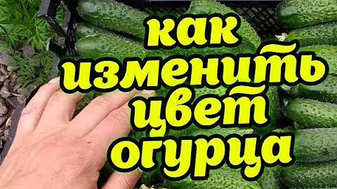 КАК ИЗМЕНИТЬ ЦВЕТ ПЛОДА ОГУРЦА, БОЛЕЕ ЗЕЛЁНЫМ ИЛИ БОЛЕЕ СВЕТЛЫМ!