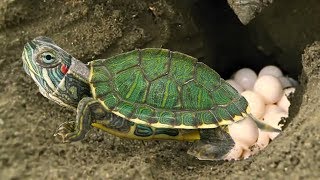 Red Eared Slider Turtle covering her nest and laying egg Baby Turtle hatching
