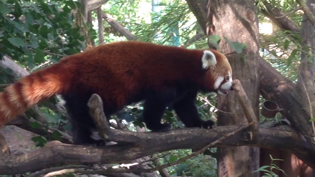 Red Panda At The Vienna Zoo Youtube
