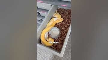 How to BREED Ball Pythons!