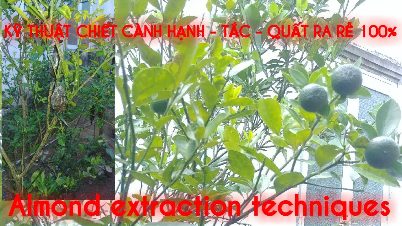 Kỹ thuật chiết cành hạnh - tắc - quất