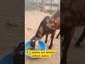 Top quality me Ajmera pattern breeder @Foujigoatfarmchuru10 #ajmer #animals #churu #fouji #churu