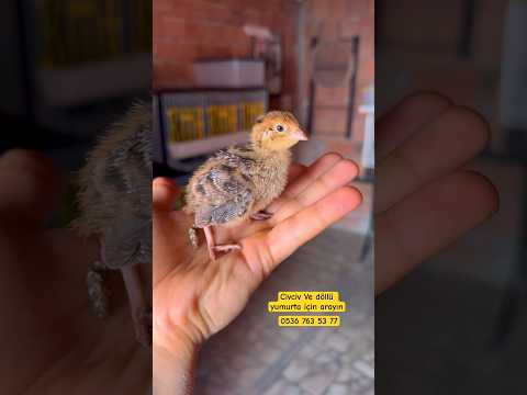 Video: Kuş Kafesi Nasıl Yapılır: 13 Adım (Resimlerle)