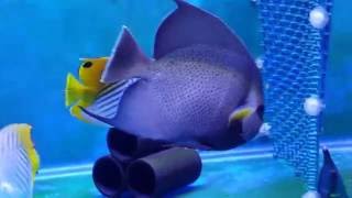 20160715 新進靚魚+庫存