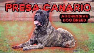 Presa Canario: Top Facts About This Mastiff Dog Breed