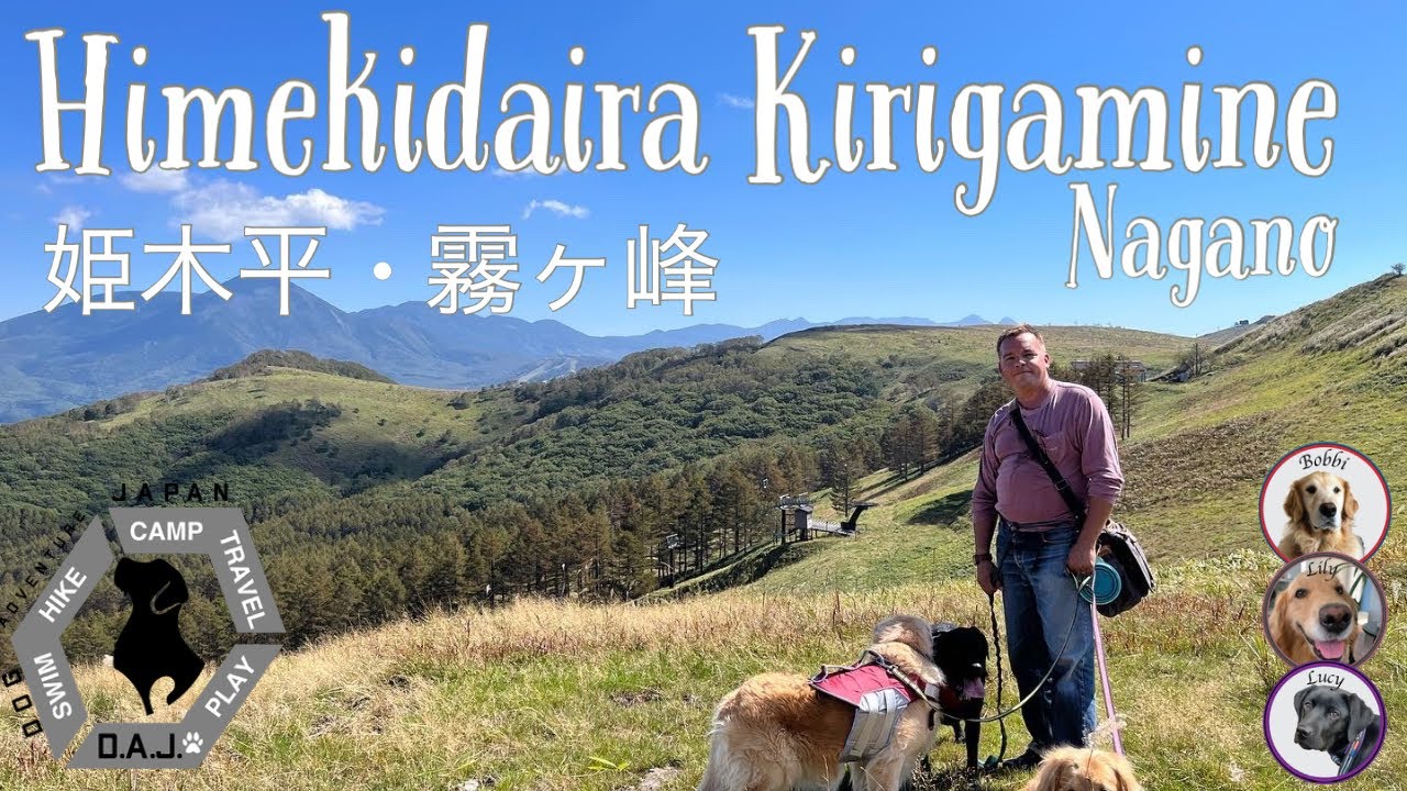 THE VIEWS! Amazing day hike with our retrievers in Nagano (Himekidaira Kirigamine). 姫木平 霧ヶ峰