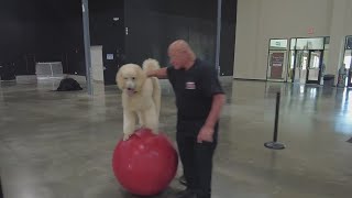 Meet Lake County's top K9 trainer, Alex Rothacker