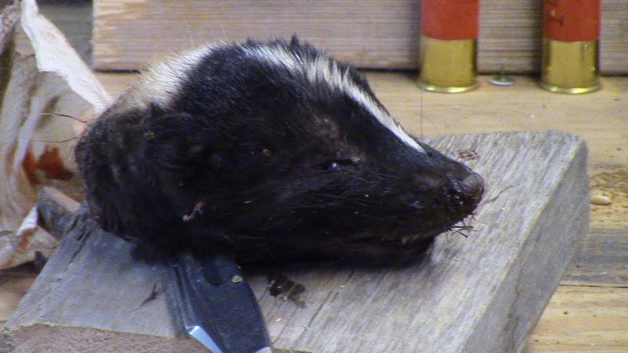 Rabies....Just When You Think Things Can't Get Worse - YouTube