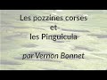 En Corse, il a trouvé des Pinguicula sauvages ! Les carnivores cachées par Vernon Bonnet