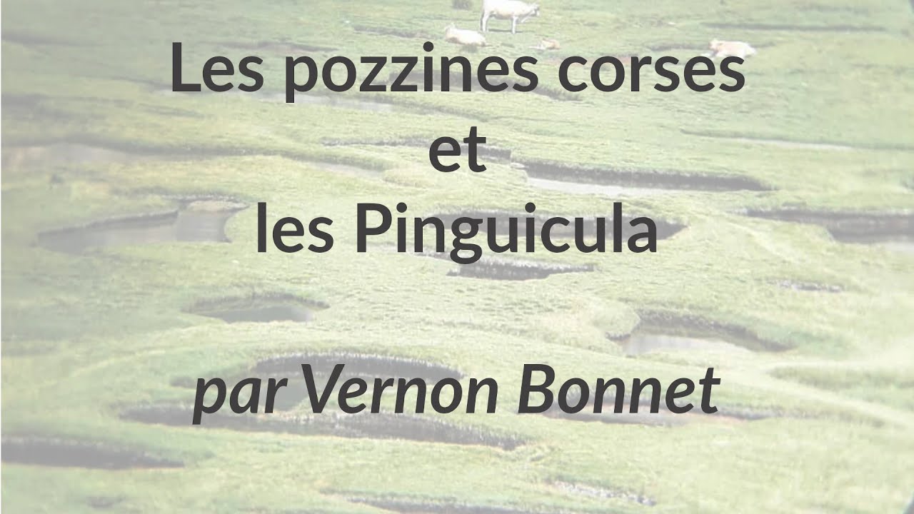 En Corse, il a trouvé des Pinguicula sauvages ! Les carnivores cachées par Vernon Bonnet