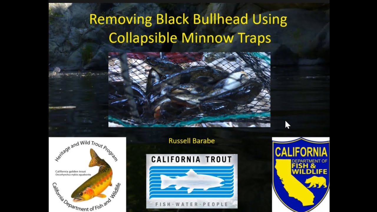 Russell Barabe- Removing Black Bullhead using minnow traps 